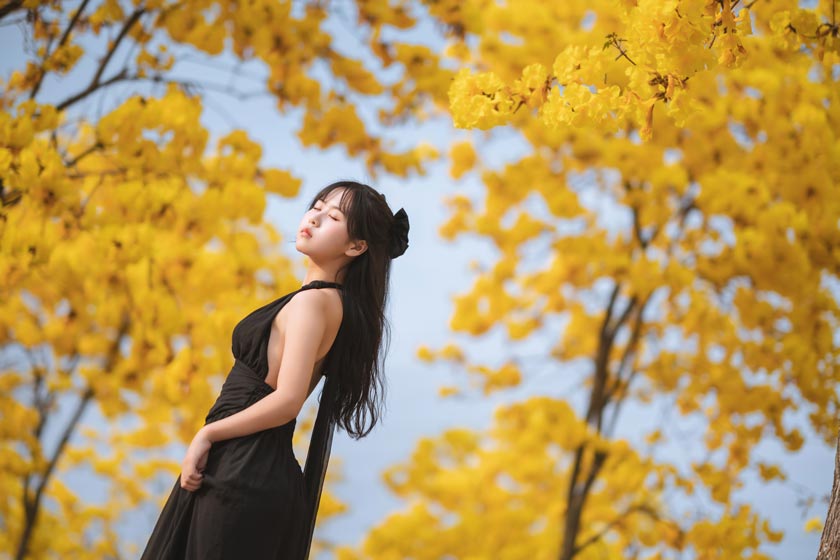 萌芽儿o0-秋有银杏 春有黄风铃